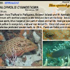 Cephalopholis cyanostigma - Blue spotted grouper