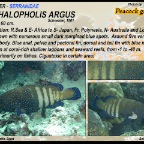 Cephalopholis argus - Peacock grouper