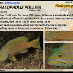 Cephalopholis polleni - Harlequin  grouper
