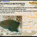 Cephalopholis microprion - Freckled grouper