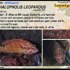 Cephalopholis leopardus -  Leopard grouper