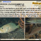 Anyperodon leucogrammicus - Slender grouper