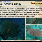 Aethaloperca rogaa - Redmouth grouper