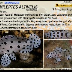 Cromileptes altivelis - Barramundi cod