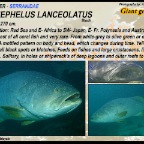 Epinephelus lanceolatus - Giant grouper