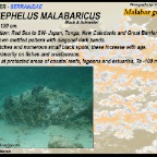 Epinephelus malabaricus - Malabar grouper