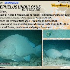 Epinephelus undulosus - Wavy-lined grouper