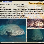 Epinephelus fuscoguttatus - Brown marbeled grouper