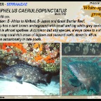 Epinephelus caeruleopunctatus - Whitespotted grouper