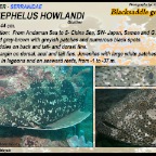 Epinephelus howlandi - Blacksaddle grouper