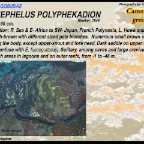 Epinephelus polyphekadion - Camouflage grouper