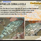 Epinephelus corallicola - Coral-rock grouper
