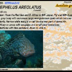 Epinephelus areolatus - Areolate grouper