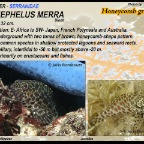 Epinephelus merra - Honeycomb grouper