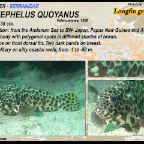Epinephelus quoyanus - Longfin grouper