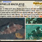 Epinephelus maculatus - Highfin  grouper