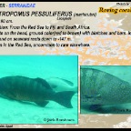 Plectropomus pessuliferus - Roving coral trout