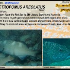 Plectropomus areolatus - Squaretail coralgrouper