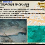 Plectropomus maculatus -  Spotted coral grouper