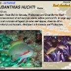Pseudanthias huchti - Red cheeked anthias