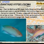 Pseudanthias hypselosoma - Stocky anthias