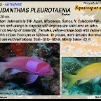 Pseudanthias pleurotaenia - Squarespot anthias