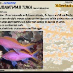 Pseudanthias tuka - Yellowback anthias