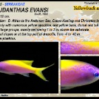 Pseudanthias evansi - Yellowback anthias