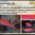 Pseudanthias lori - Lori's anthias