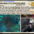 Labracinus cyclophthalmus -  Firetail dottyback