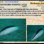 Pseudochromis perspicillatus - Blackstripe dottyback