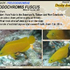 Pseudochromis fuscus - Dusky dottyback