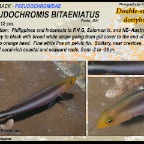 Pseudochromis bitaeniatus - Double-striped dottyback