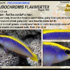 Pseudochromis flavivertex - Sunrise dottyback