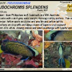 Pseudochromis splendens - Splendid  dottyback