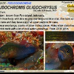 Pseudochromis oligochrysus - Gold-ring dottyback