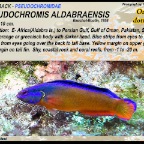 Pseudochromis aldabraensis - Orange dottyback