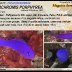 Pseudochromis porphyrea - Magenta dottyback