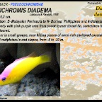 Pictichromis diadema - Diadem dottyback