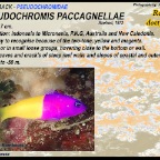 Pseudochromis paccagnellae - Royal dottyback