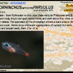Ostorhinchus parvulus - Redspot cardinalfish