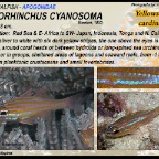 Ostorhinchus cyanosoma -  Yellowstriped cardinalfish