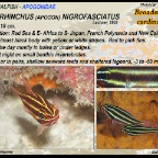 Ostorhinchus nigrofasciatus - Broadstripe cardinalfish