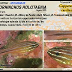 Ostorhinchus holotaenia - Copperstriped cardinalfish