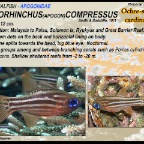 Ostorhinchus compressus - Ochre-striped cardinalfish