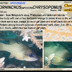 Ostorhinchus chrysopomus - Cheekspot cardinalfish