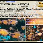 Ostorhinchus aureus - Ringtailed cardinalfish