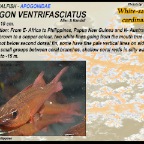 Apogon ventrifasciatus - White-saddled cardinalfish