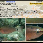 Apogon notatus - Spotnape cardinalfish