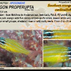 Apogon properupta - Orange-lined cardinalfish